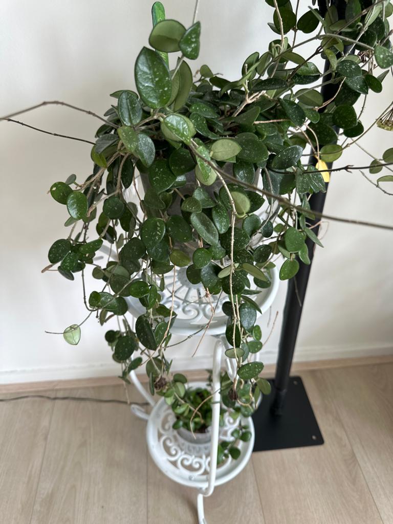 13 jaar oud 🦋Hoya Mathilde - Prachtige  met unieke bladeren, Ophalen of Verzenden, Zo goed als nieuw, Bloemstuk, 25 cm