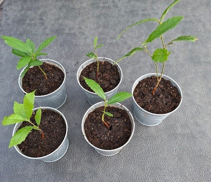 Tamme kastanje (stekje), Tuin en Terras, Planten | Bomen, Bloeit niet, Halfschaduw, Minder dan 100 cm, Overige soorten