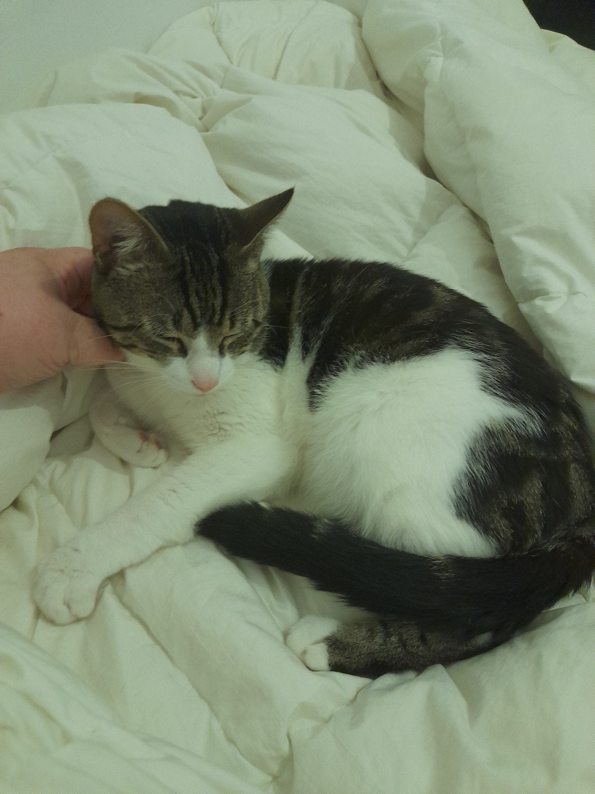 Kat, Kater, Kortharig, 0 tot 2 jaar