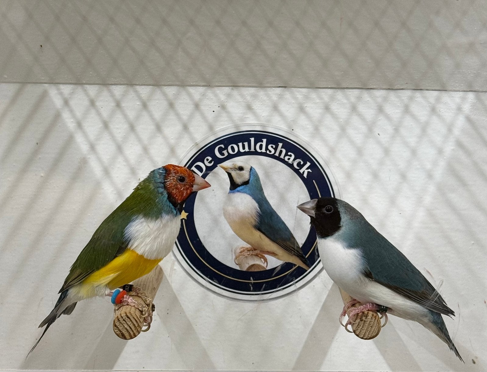 Gouldamadine (koppel 1), Meerdere dieren, Geringd