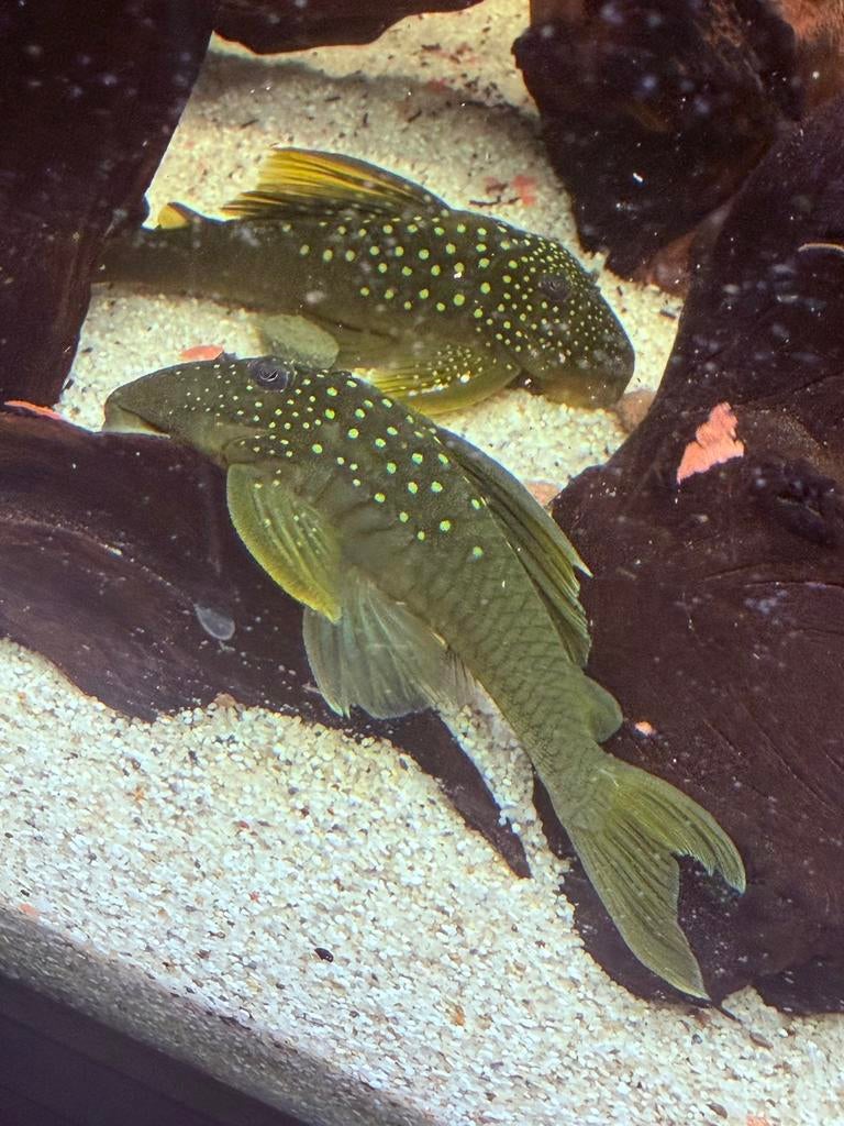 L200 green phantom algeneter, Dieren en Toebehoren, Vissen | Aquariumvissen, Vis