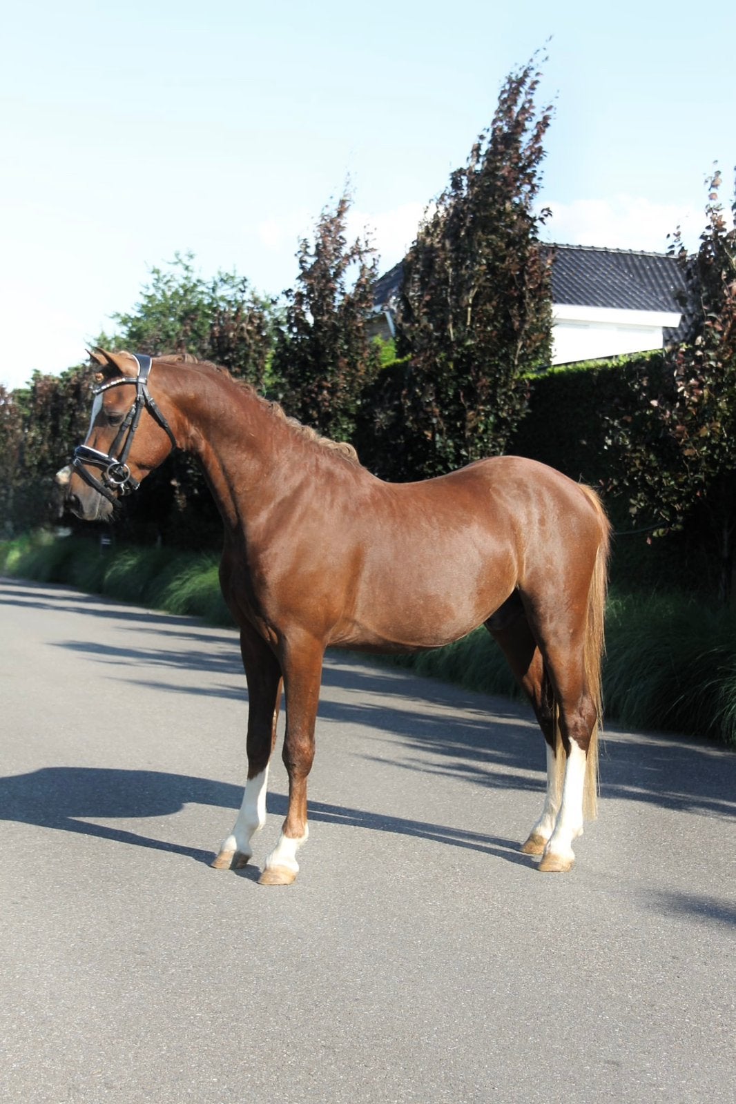 Super lieve welsh ruin, Dieren en Toebehoren, Pony's, Ruin, C pony (1.27m tot 1.37m), 3 tot 6 jaar