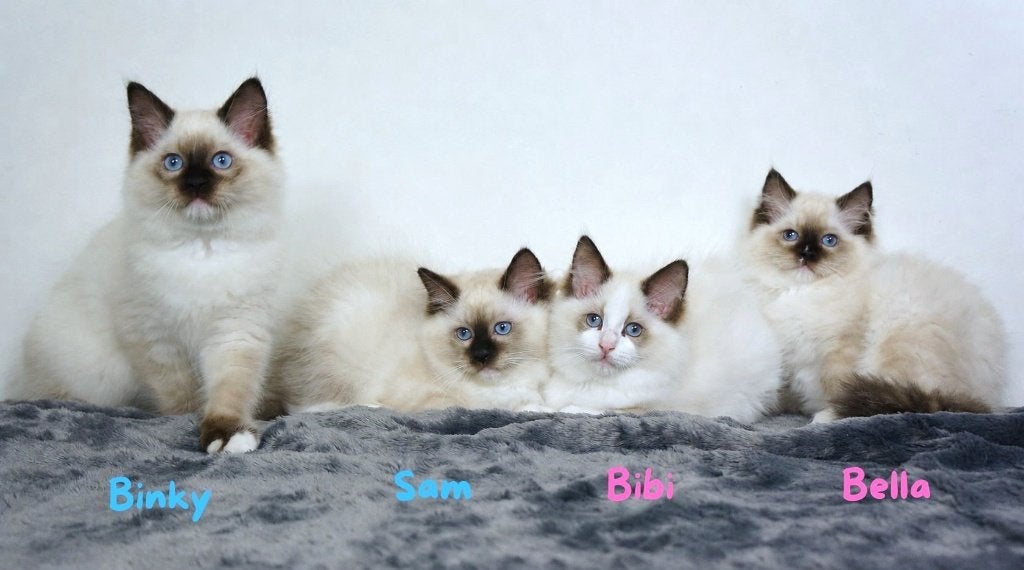 Ragdoll kittens met stamboom, verhuisklaar, Meerdere dieren, Met stamboom, 0 tot 2 jaar