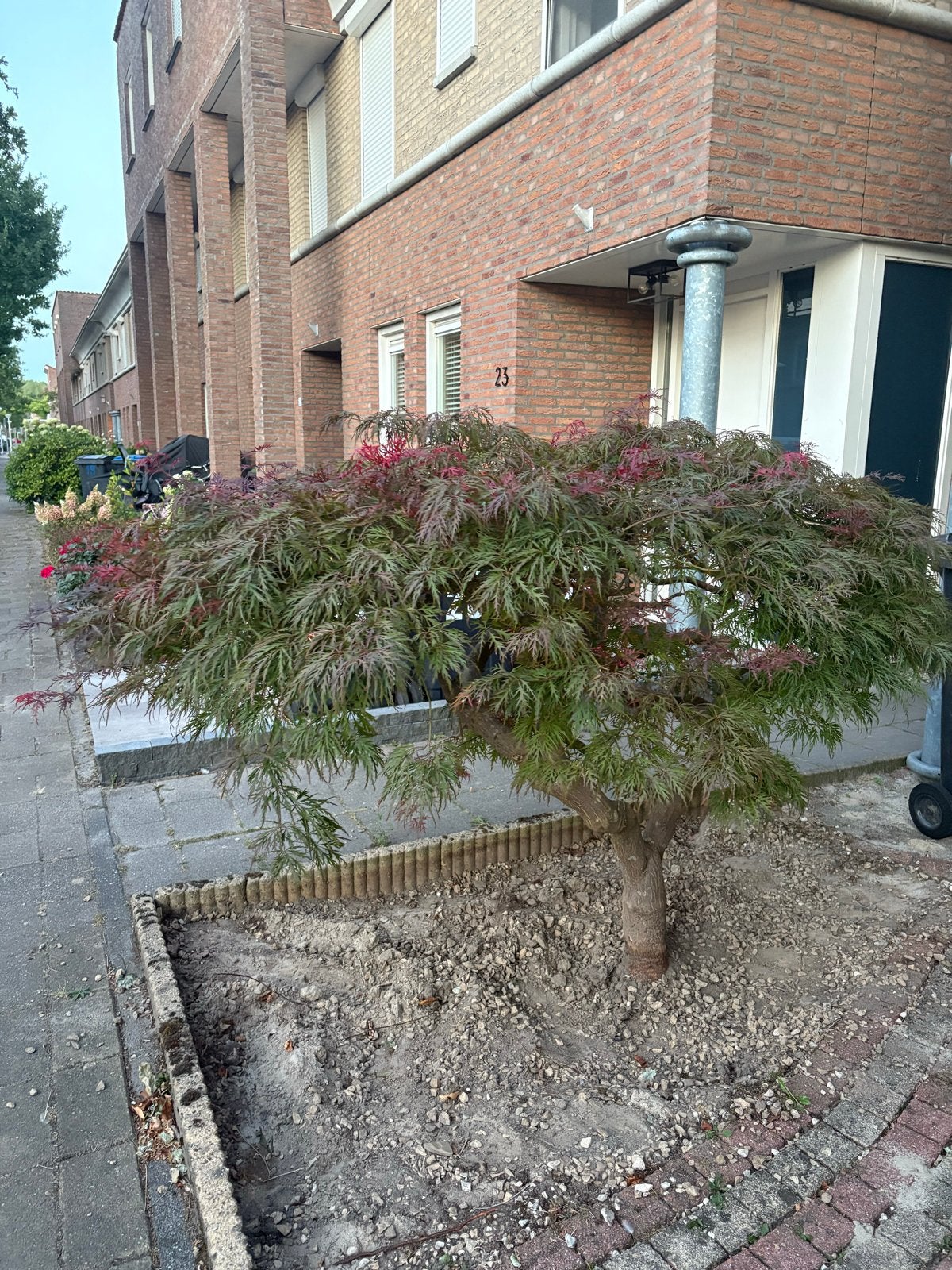 Prachtige Japanse esdoorn Acer palmatum Zelf uitgraven, Vaste plant, Bloeit niet, Halfschaduw, Ophalen