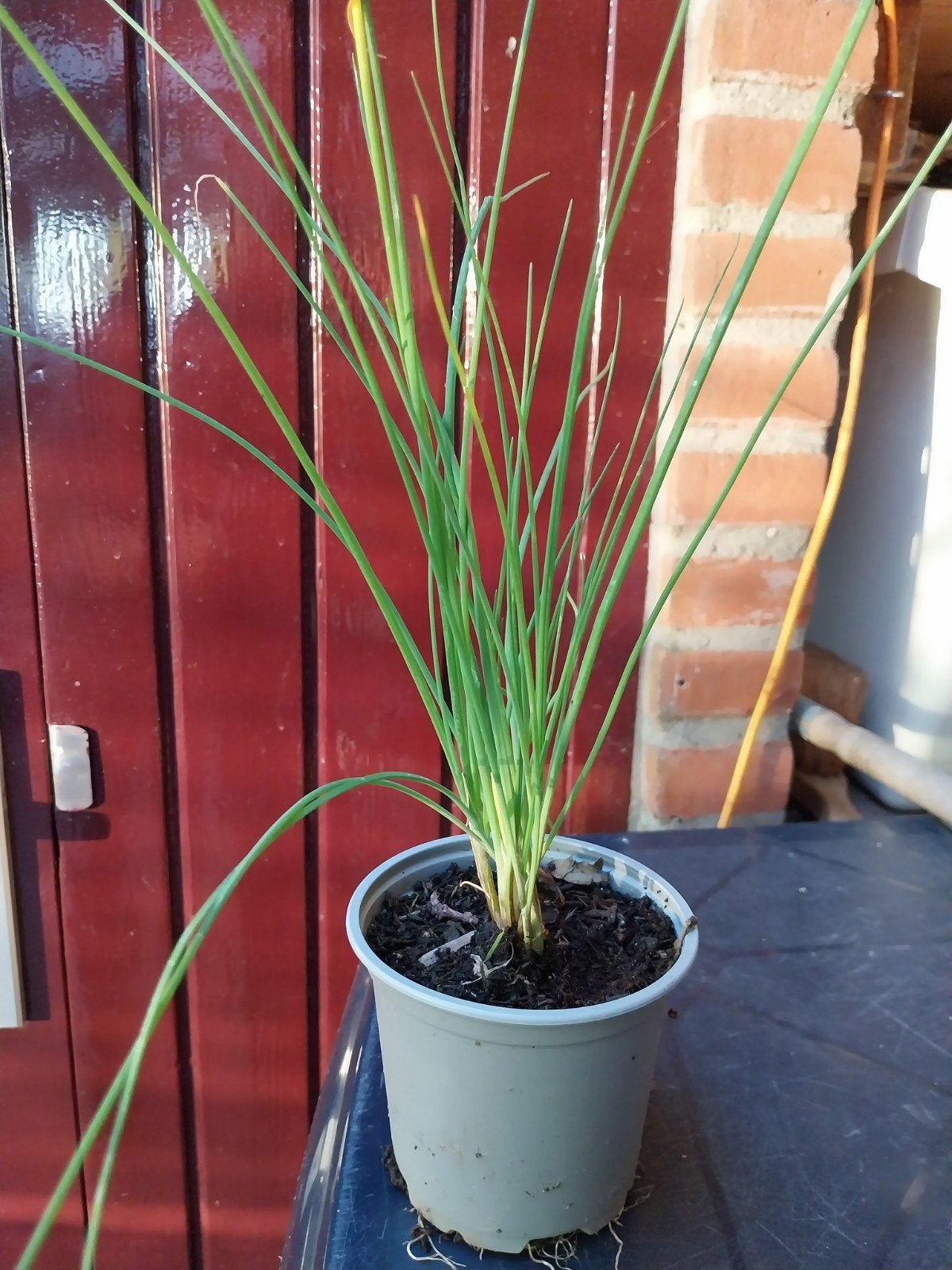 jonge bieslook planten, Tuin en Terras, Ophalen, Overige soorten, Volle zon