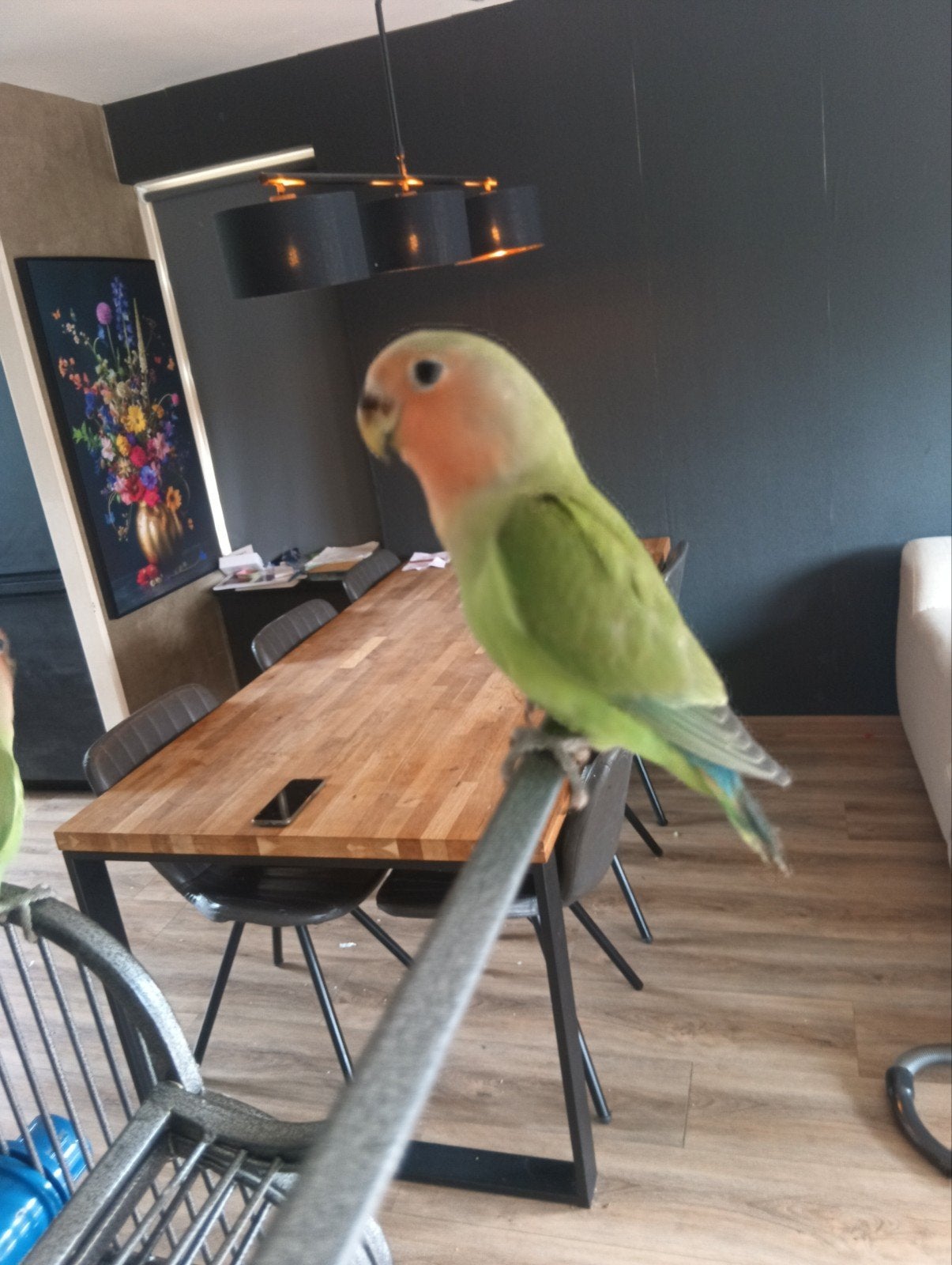 agapornis jong, tegen elkaar aannemelijk bod!, Dieren en Toebehoren, Geslacht onbekend, Dwergpapegaai of Agapornis