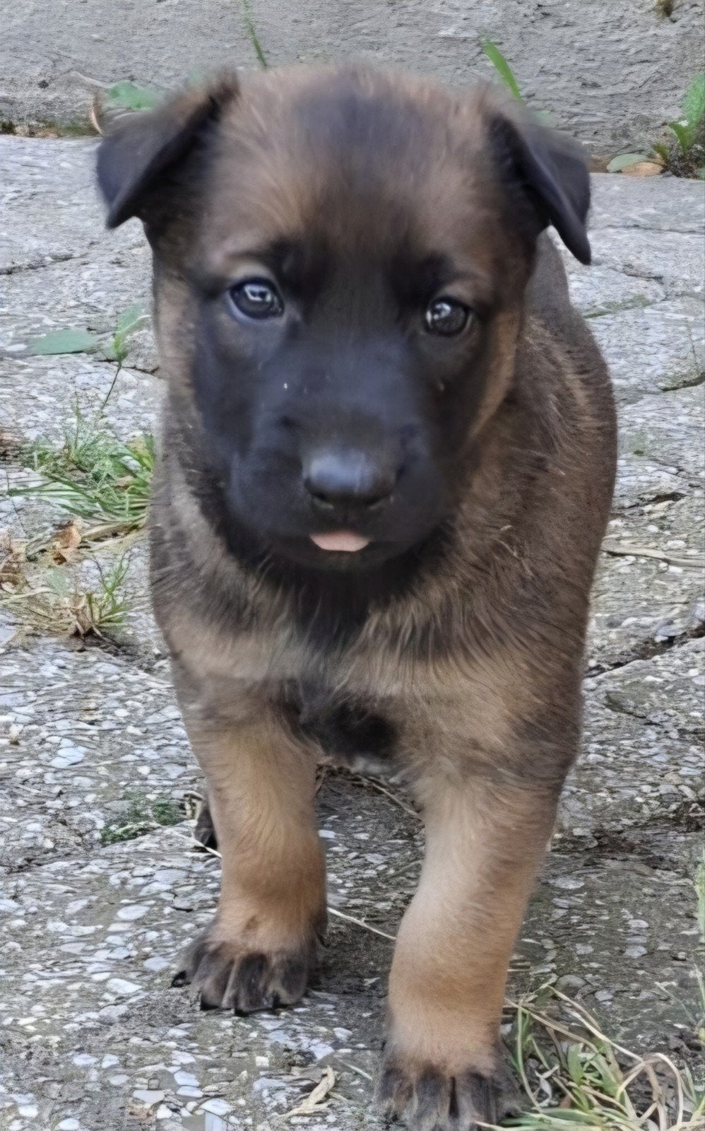 Herder pups, Dieren en Toebehoren, Honden | Herdershonden en Veedrijvers, 8 tot 15 weken, Meerdere, Meerdere dieren, Herder