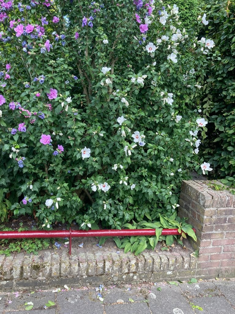Hibiscus Hoog ca 2 m, Ophalen, Overige soorten, Struik, 100 tot 250 cm