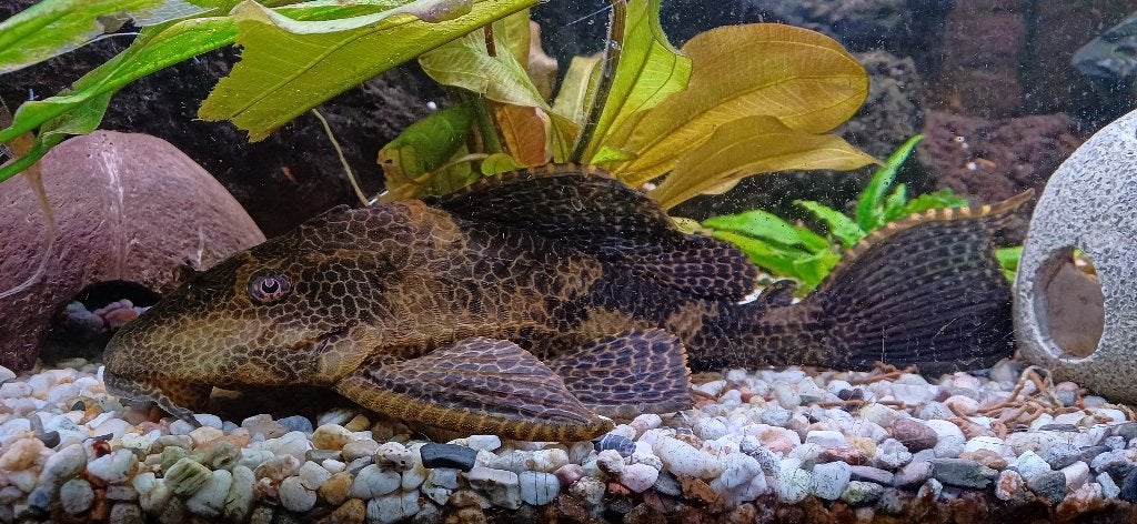 Grote volwassen Pleco. 30cm, Dieren en Toebehoren, Vissen | Aquariumvissen, Vis, Zoetwatervis