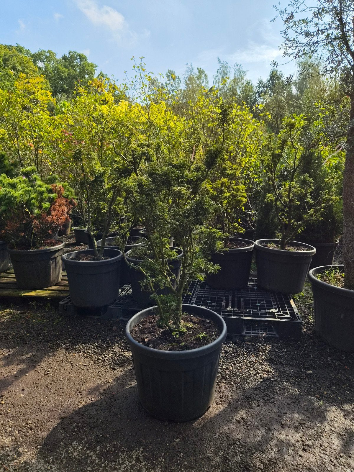 Acer Palmatum - Japanse Esdoorn in pot, Tuin en Terras, Bloeit niet, Halfschaduw, Overige soorten, 100 tot 250 cm