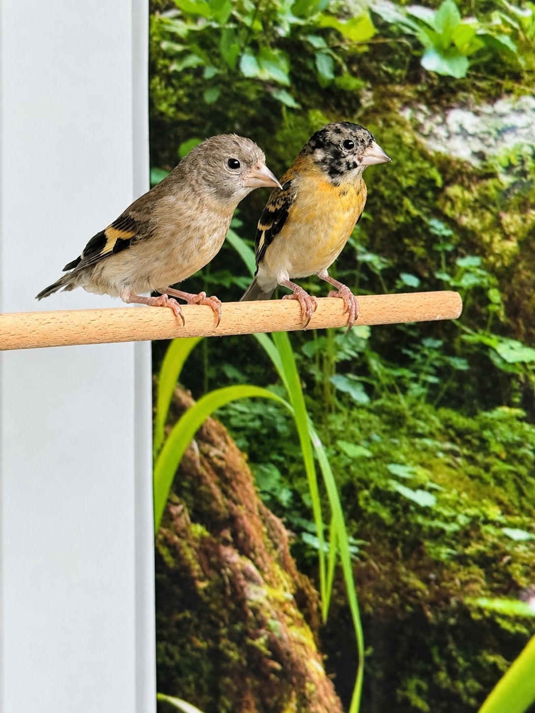 Kapoetsen sijzen, Dieren en Toebehoren, Meerdere dieren, Tropenvogel, Geringd