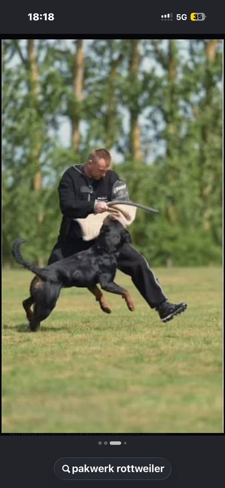 Gezocht pup rottweiler, Dieren en Toebehoren, 8 tot 15 weken, Geslacht onbekend, Parvo, Eén hond
