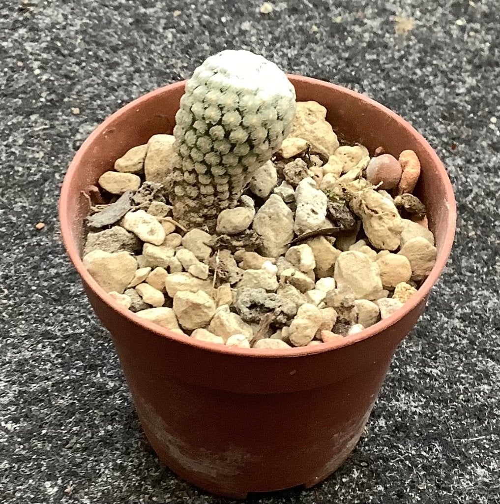 Cactus, Pelecyphora, Huis en Inrichting, Kamerplanten, Ophalen of Verzenden, Cactus, Volle zon, Minder dan 100 cm