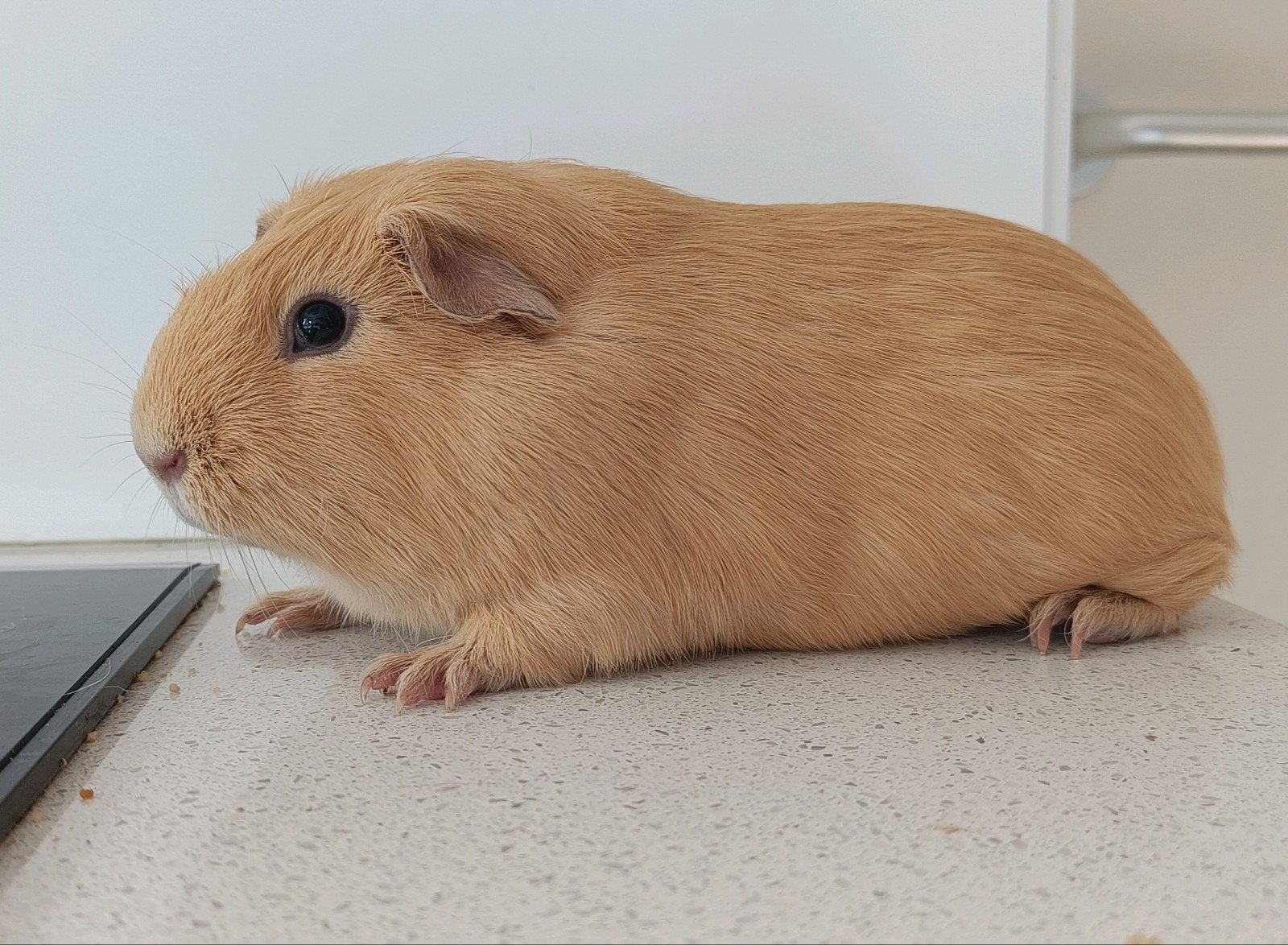 Jonge gladhaar cavia, Dieren en Toebehoren, Knaagdieren, Maart, Mannelijk, Cavia