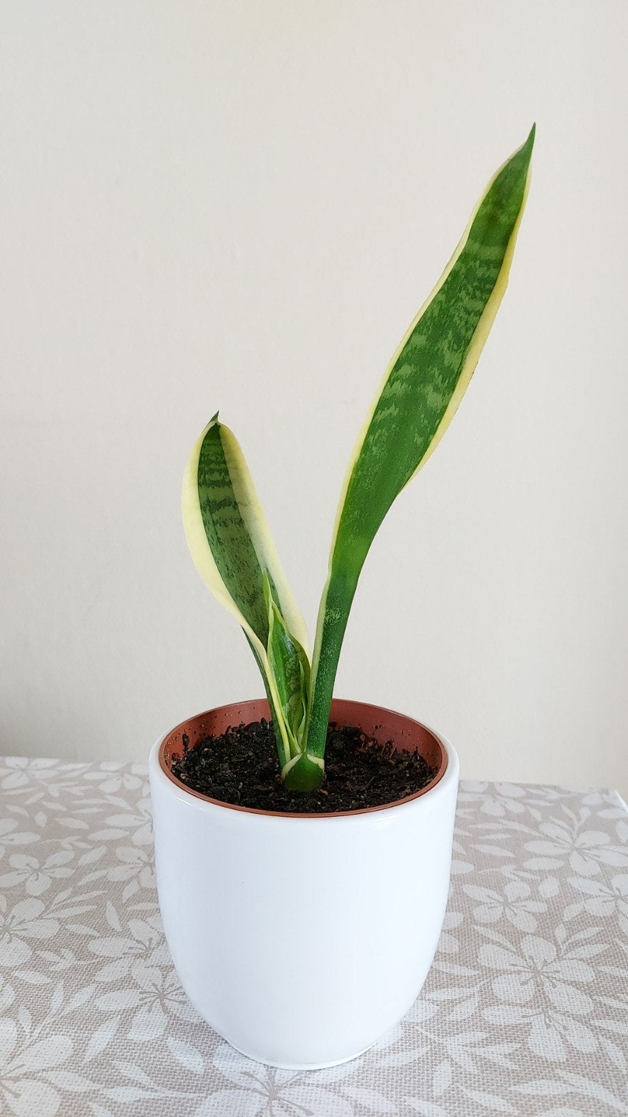 Mooie Sansevieria/Vrouwentong, c.a. 32 cm hoog, Ophalen of Verzenden, Halfschaduw, Minder dan 100 cm