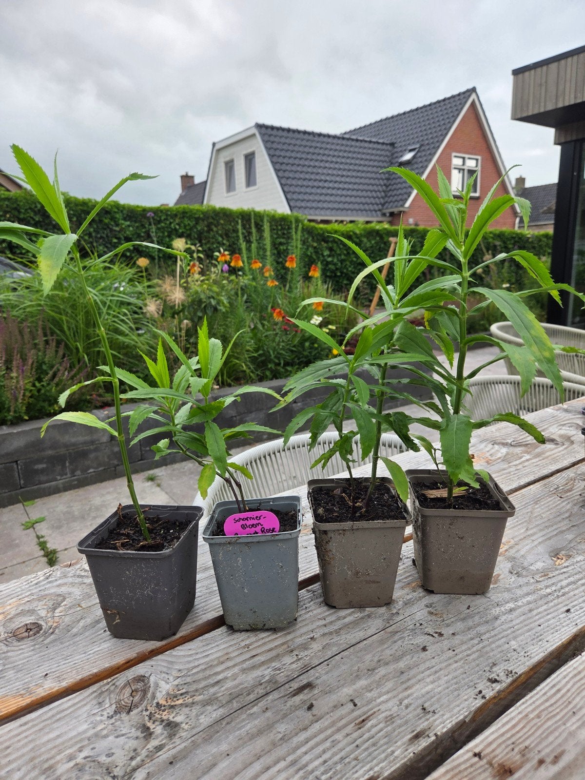 Scharnierbloem (Physostegia virginiana), Tuin en Terras, Planten | Tuinplanten, Volle zon, Vaste plant, Zomer, Ophalen