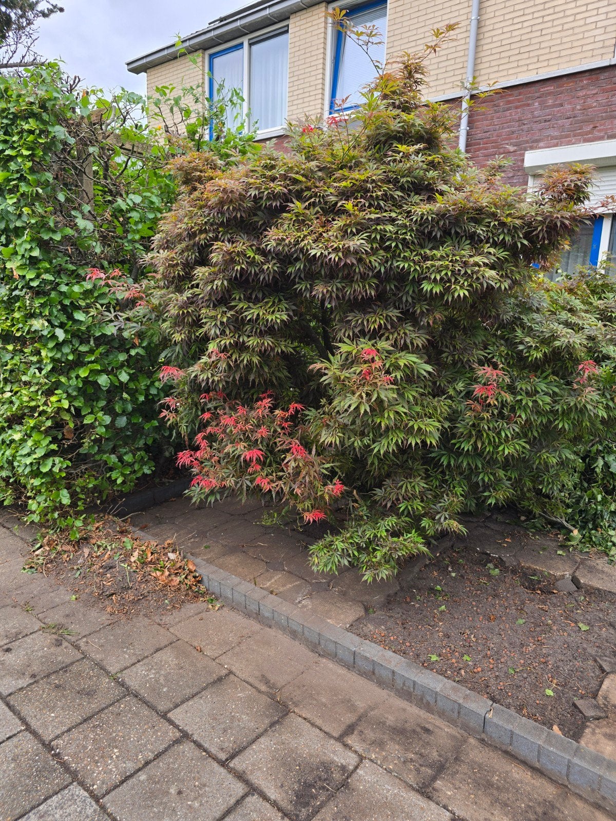 Japanse esdoorn, Tuin en Terras, Planten | Bomen, Ophalen, Bloeit niet, Halfschaduw, Overige soorten