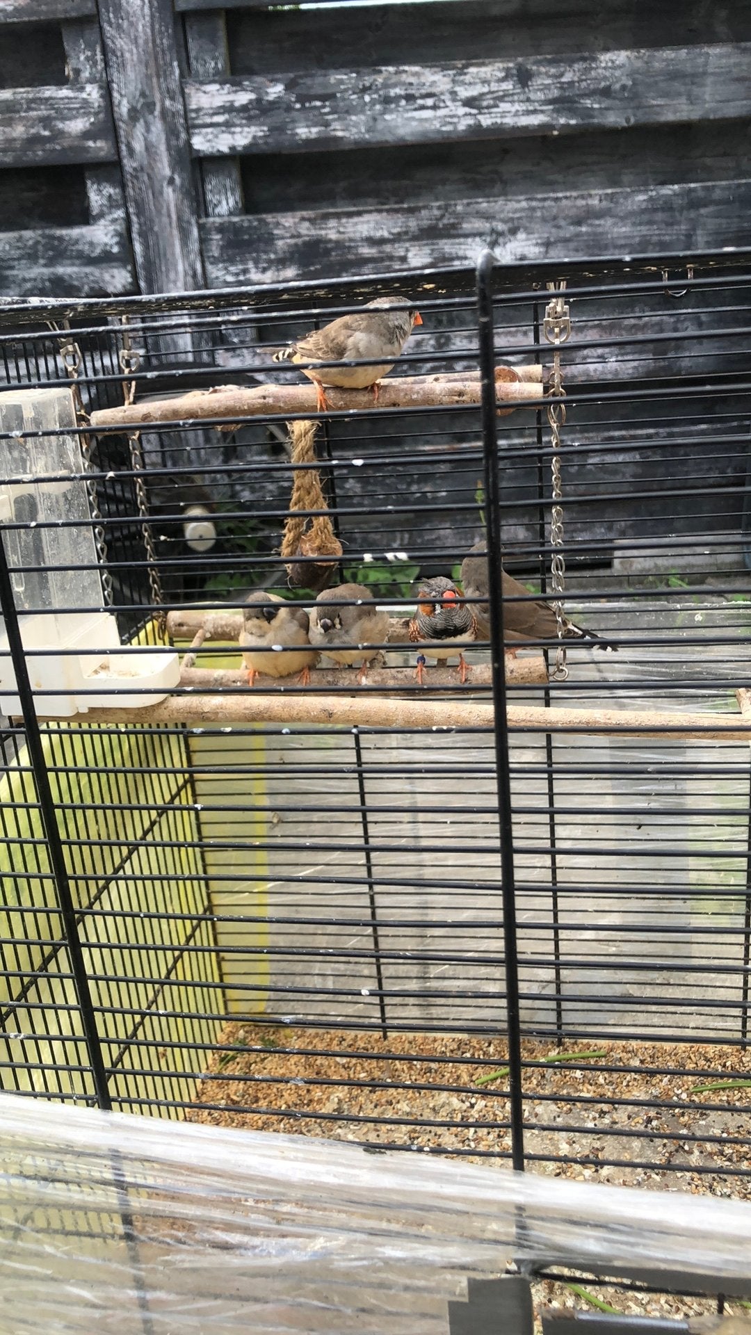 Zebravink en zebravink kuiken, Meerdere dieren