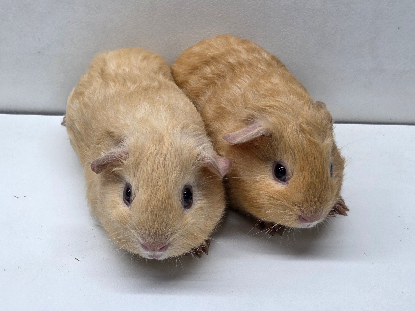 jonge beertjes, Dieren en Toebehoren, Cavia, Mannelijk, Tam, September
