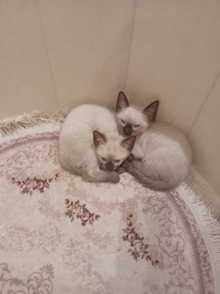 2 Siamese kittens, Poes, 0 tot 2 jaar