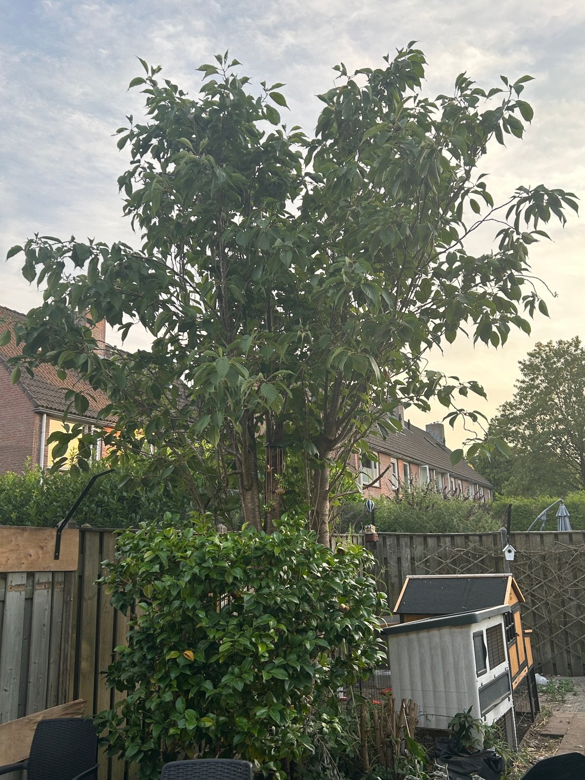 Japanse Sierkers, Tuin en Terras, Ophalen, Volle zon, Overige soorten, 250 tot 400 cm