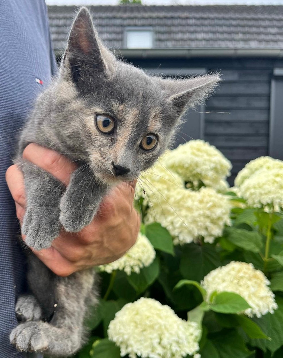 Boerderij kitten, Dieren en Toebehoren, Meerdere dieren, Kortharig, 0 tot 2 jaar