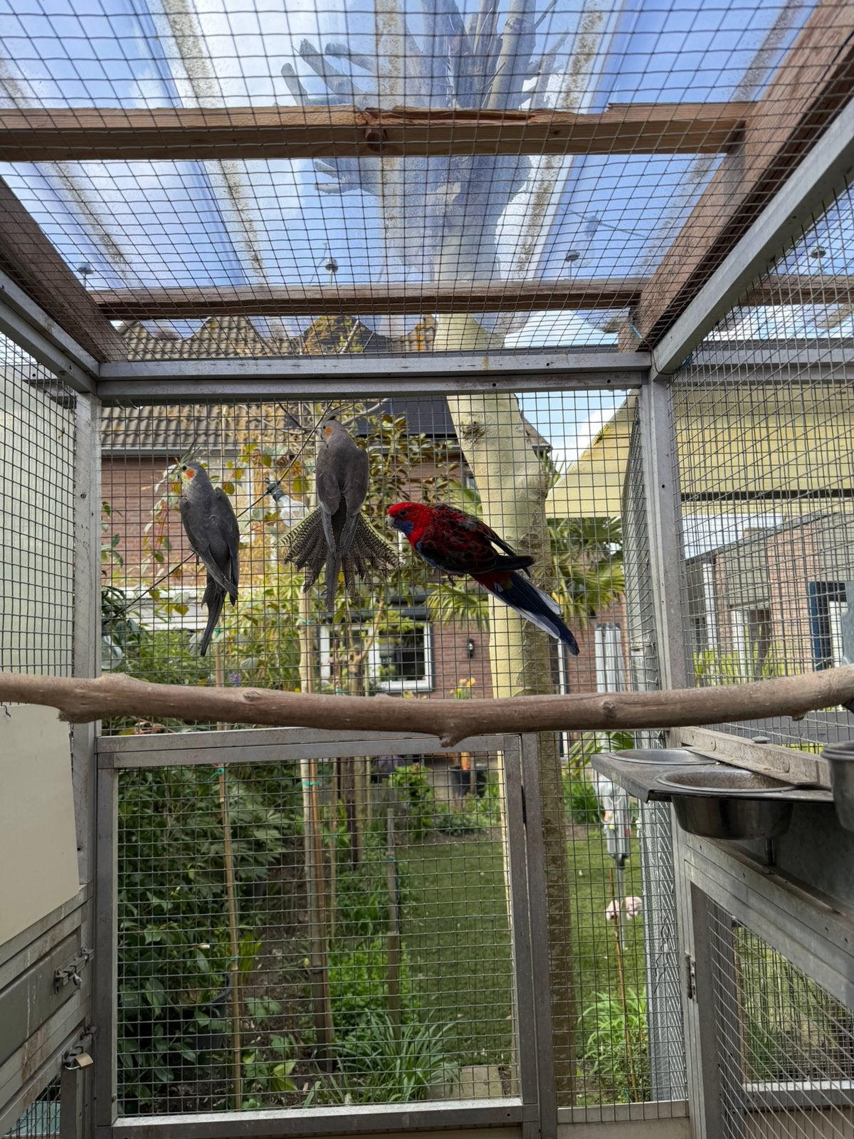 Twee Pennant rosella mannen wildkleur van 2025, Mannelijk, Parkiet