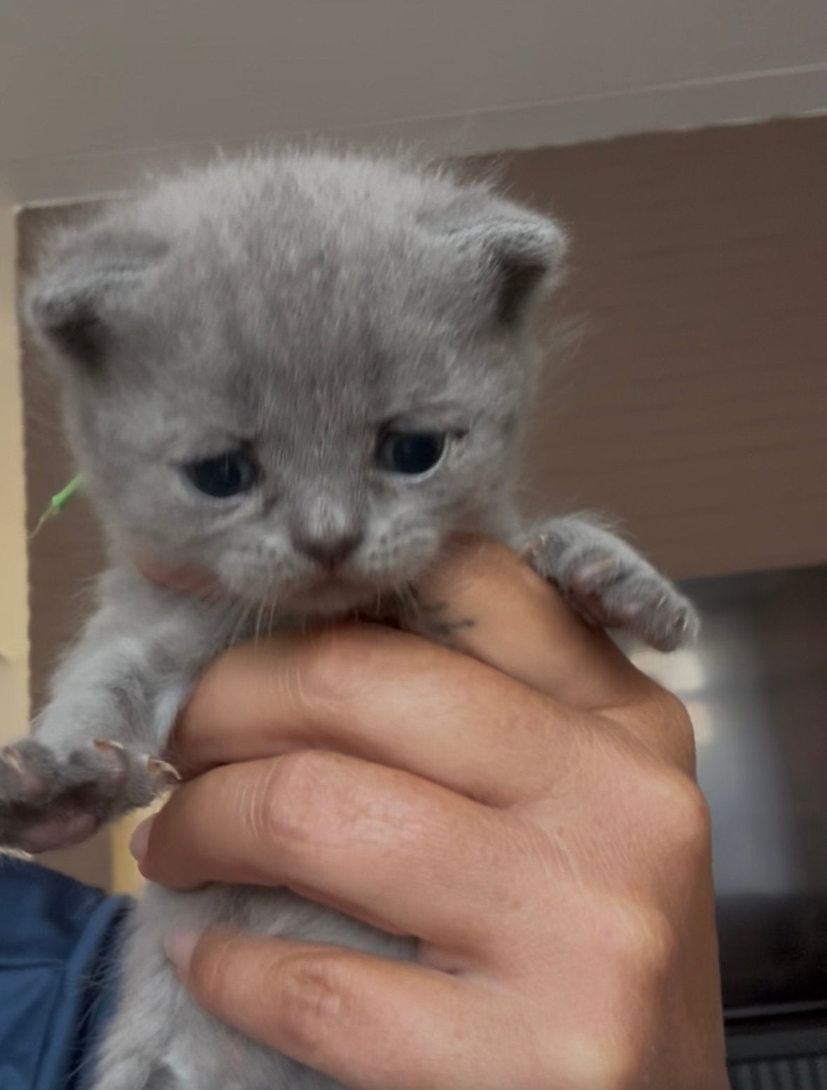 Super lieve leuke britse korthaar kater!, Dieren en Toebehoren, Katten en Kittens | Raskatten | Korthaar, Kater, Ontwormd