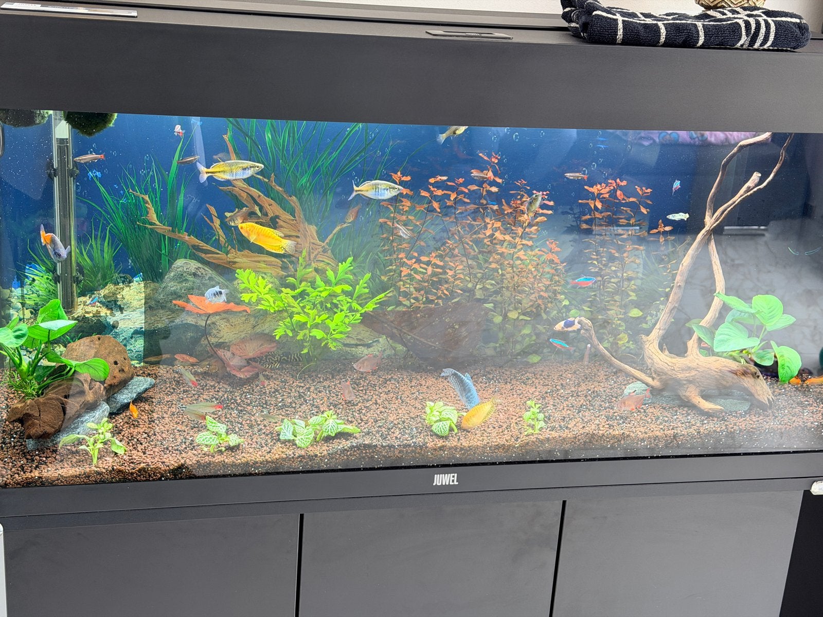 Juwel rio 180 lite r, Dieren en Toebehoren, Vissen | Aquaria en Toebehoren, Ophalen, Zo goed als nieuw, Leeg aquarium