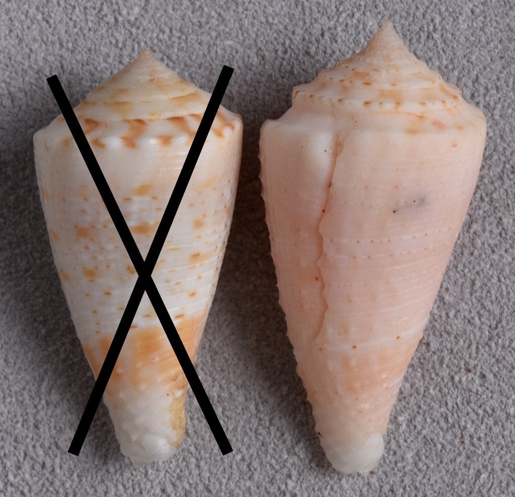 Schelpen: Conus otohimeae 29,5-32,7mm  Filipijnen, Ophalen of Verzenden, Schelp(en)