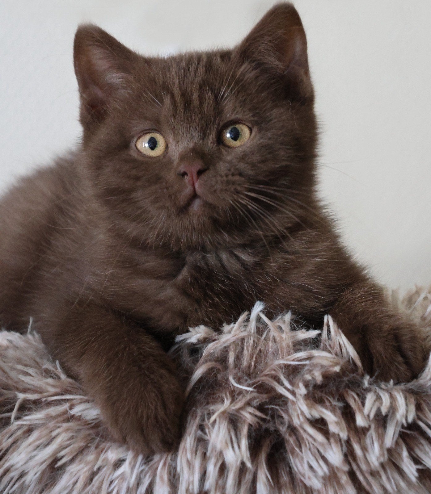 Brits korthaar kittens met stamboom mogen verhuizen, Dieren en Toebehoren, Katten en Kittens | Raskatten | Korthaar, Meerdere dieren