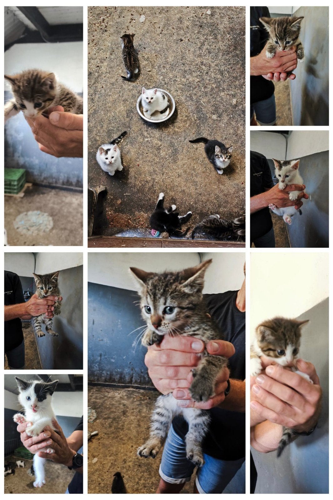 Kittens te koop, Meerdere dieren