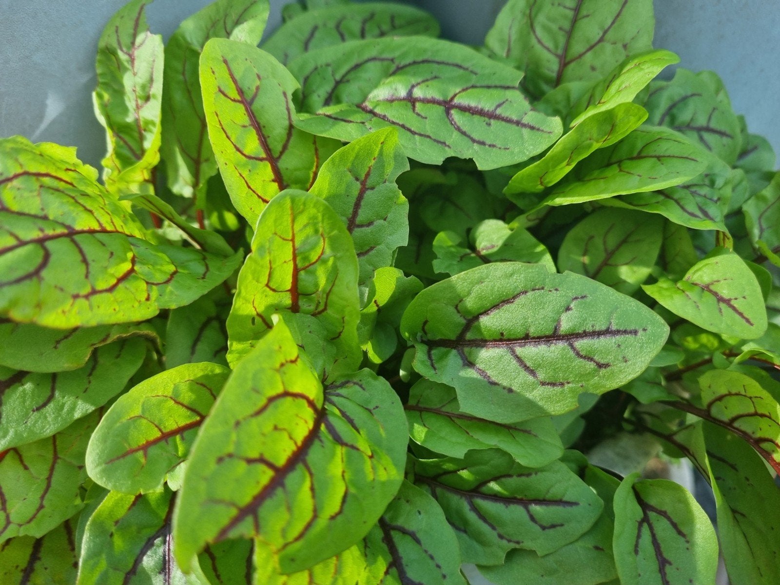 Bloedzuring plantjes, vaste plant - Decoratief en eetbaar, Tuin en Terras, Ophalen, Volle zon