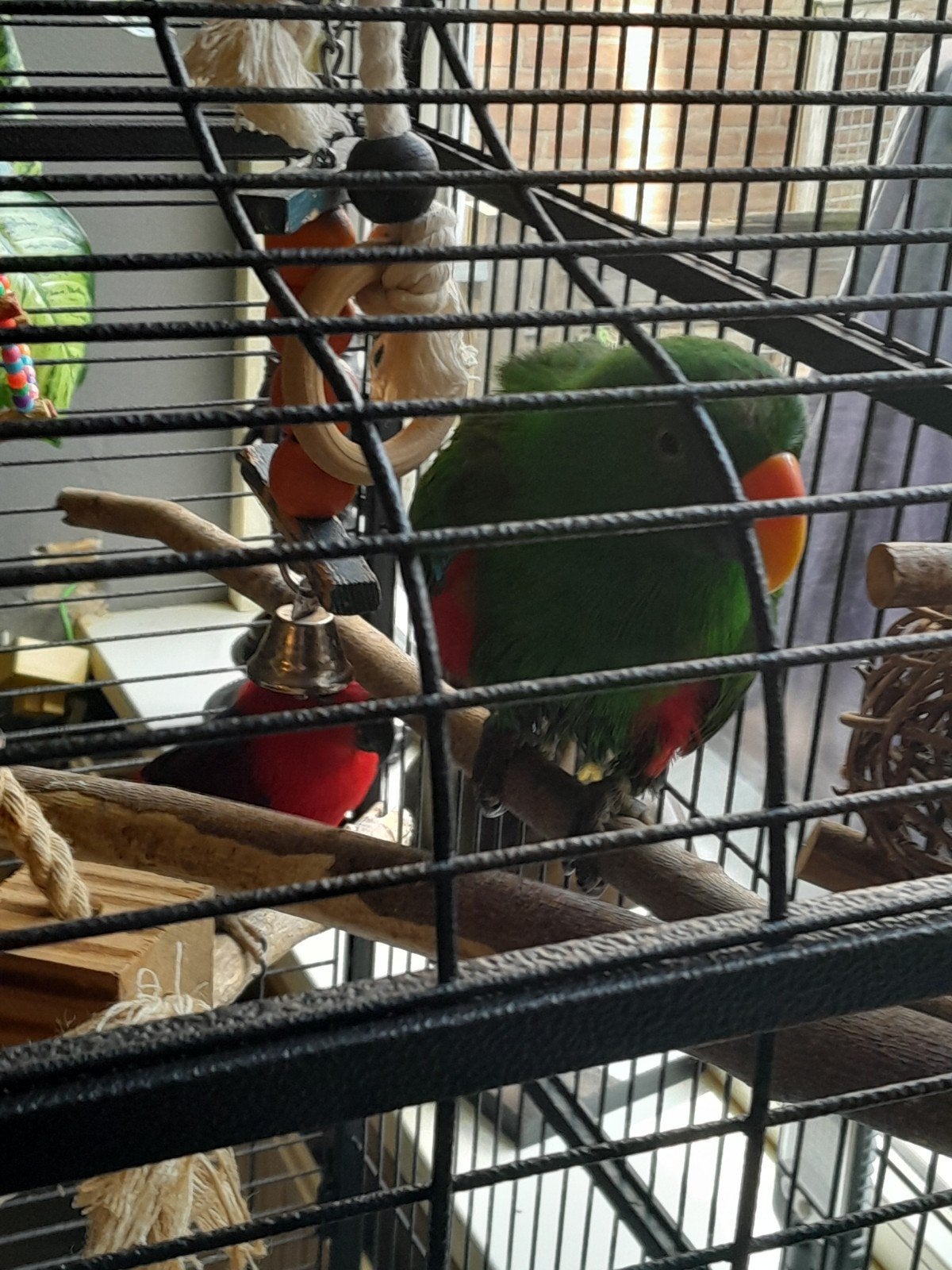 vogels te koop koppel, Dieren en Toebehoren, Vogels | Parkieten en Papegaaien, Meerdere dieren, Papegaai, Tam