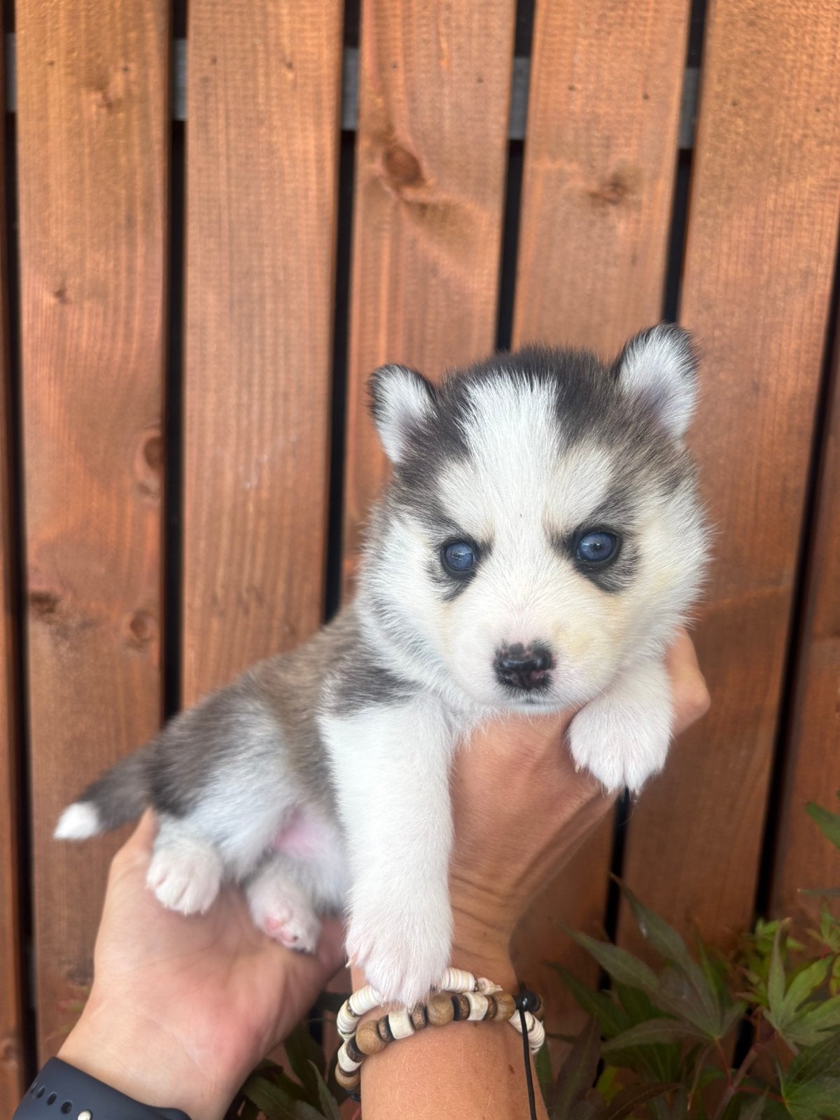6 prachtige F2 pomsky pups zijn geboren 🩷🩷🩷🩷🩷🩵, Dieren en Toebehoren, Parvo, 8 tot 15 weken, Meerdere, Meerdere dieren