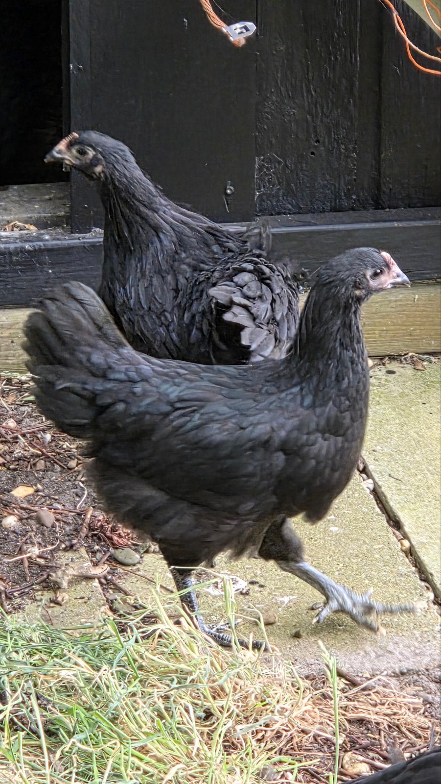 AUSTRALORP KIPPEN, Dieren en Toebehoren, Pluimvee, Meerdere dieren, Kip