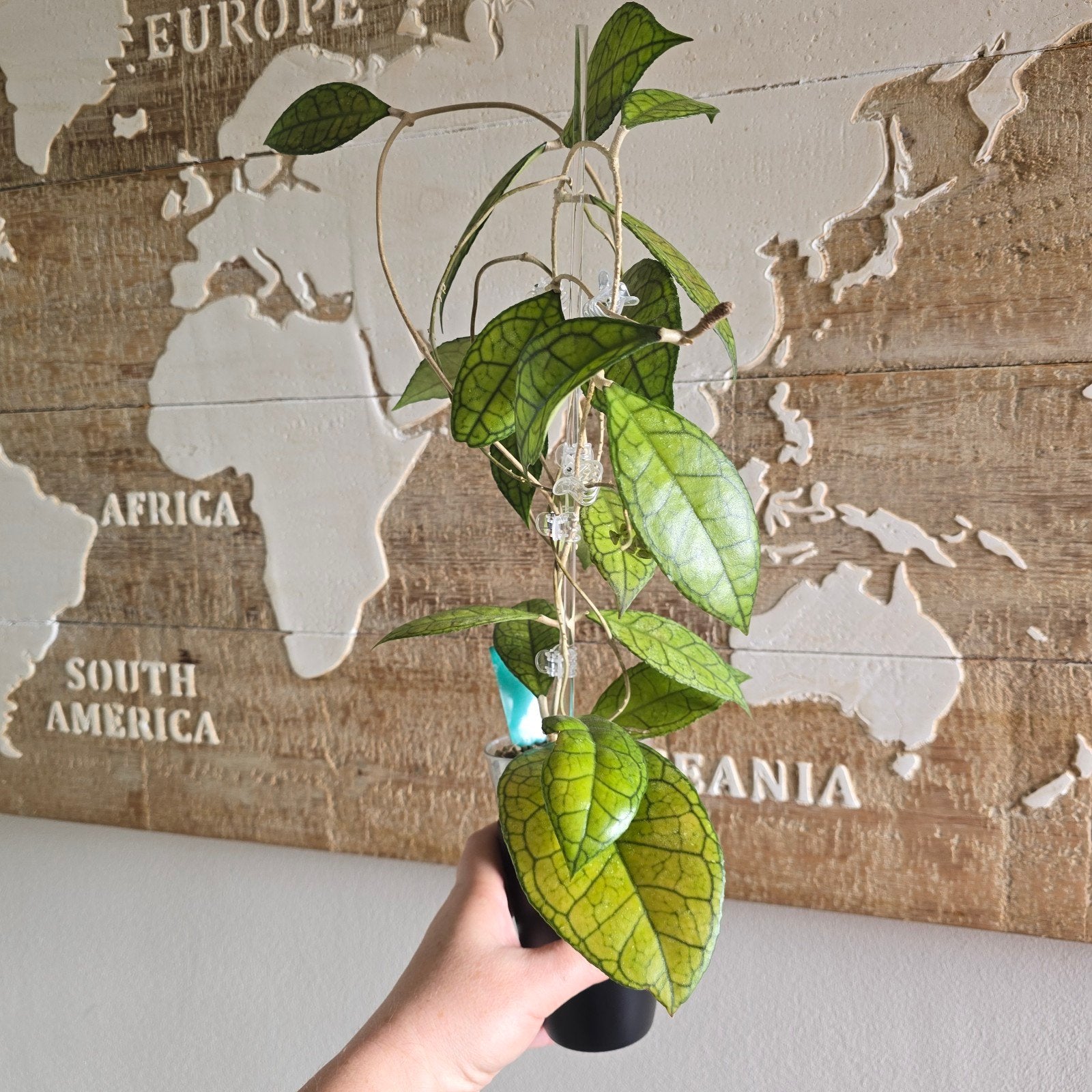Hoya finlaysonii Sarawak, Huis en Inrichting, Ophalen, Halfschaduw, Minder dan 100 cm