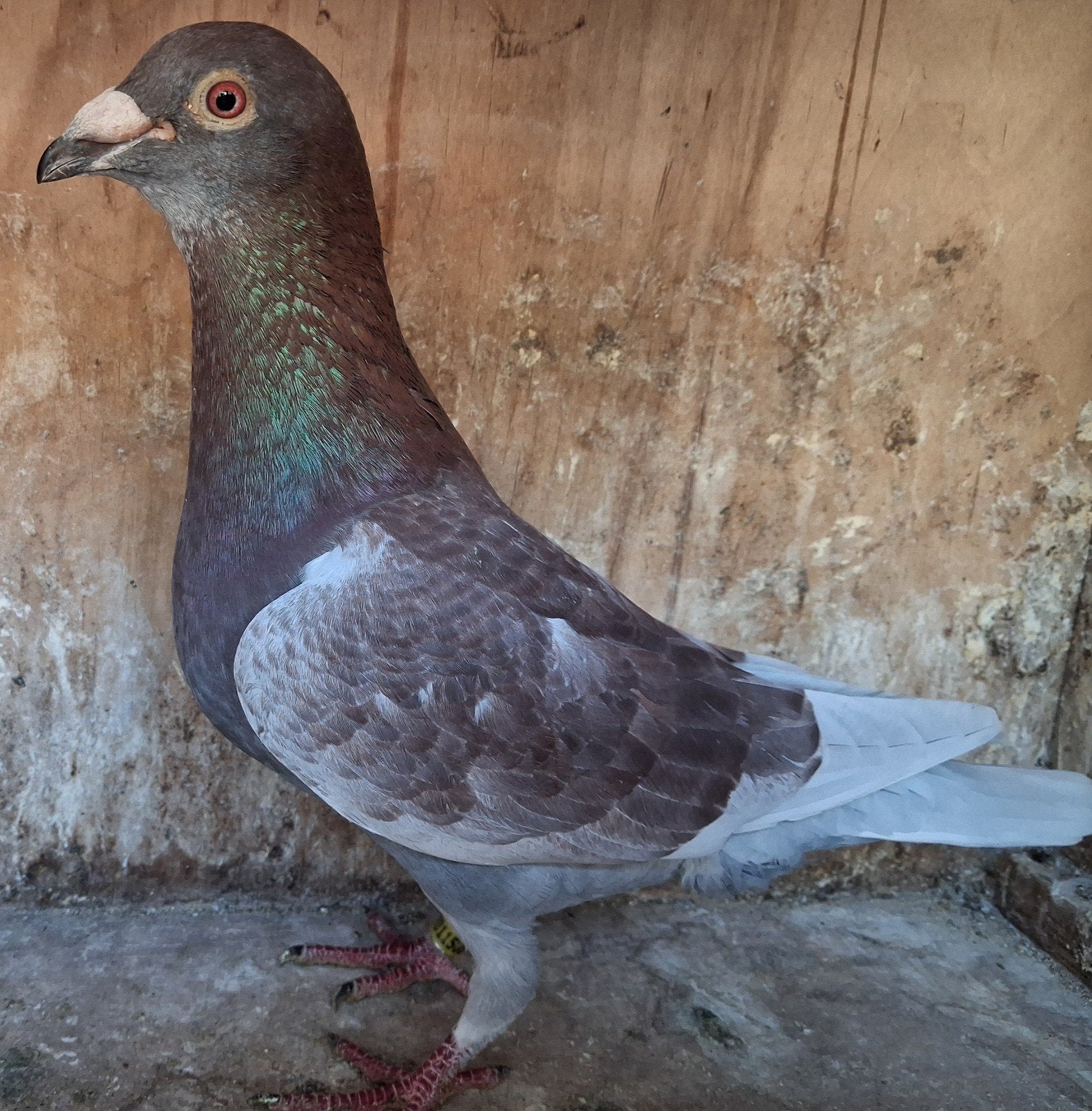 Postduif doffer, Dieren en Toebehoren, Vogels | Duiven, Mannelijk, Postduif