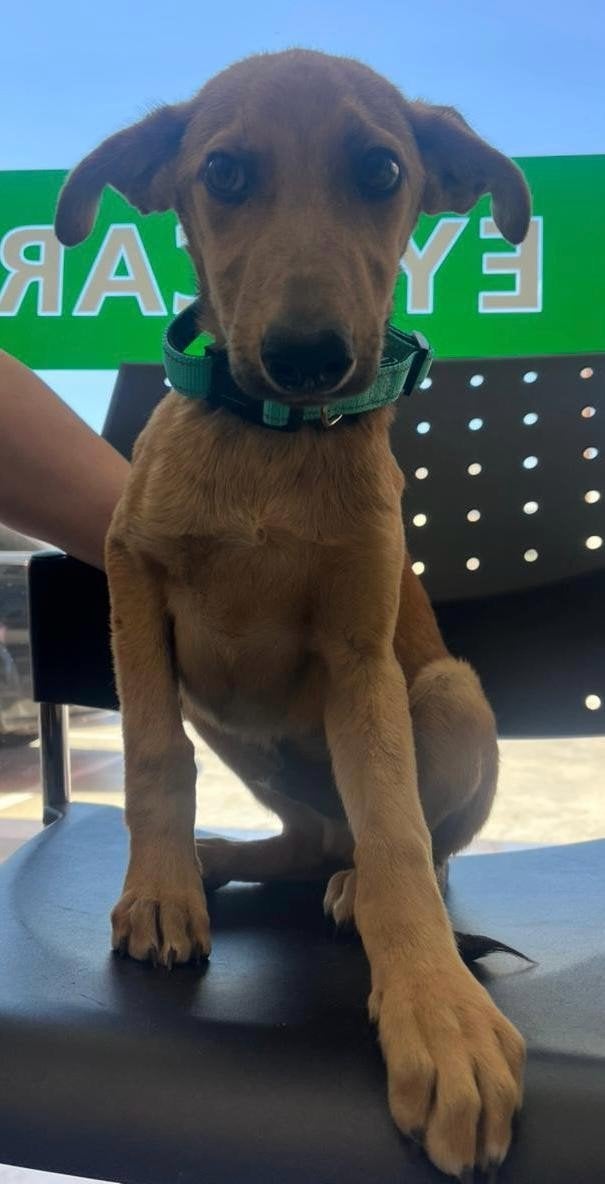 Lieve Shon klein van stuk verblijf Cyprus, Dieren en Toebehoren, Honden | Niet-rashonden, 15 weken tot 1 jaar, Buitenland, Parvo