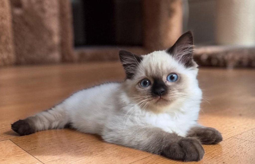 In de mix kittens Ragdoll x Brits korthaar, Meerdere dieren, Ontwormd, 0 tot 2 jaar