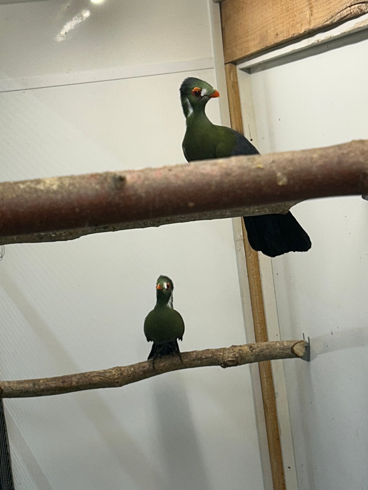Toerako witwang koppel, Meerdere dieren, Parkiet
