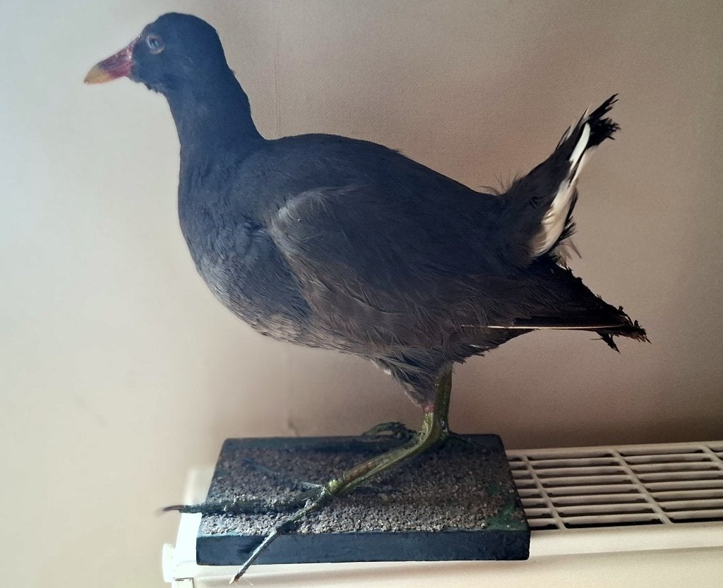 Opgezette waterhoen  Gallinula chloropus, Verzamelen, Verzenden, Gebruikt, Vogel, Opgezet dier