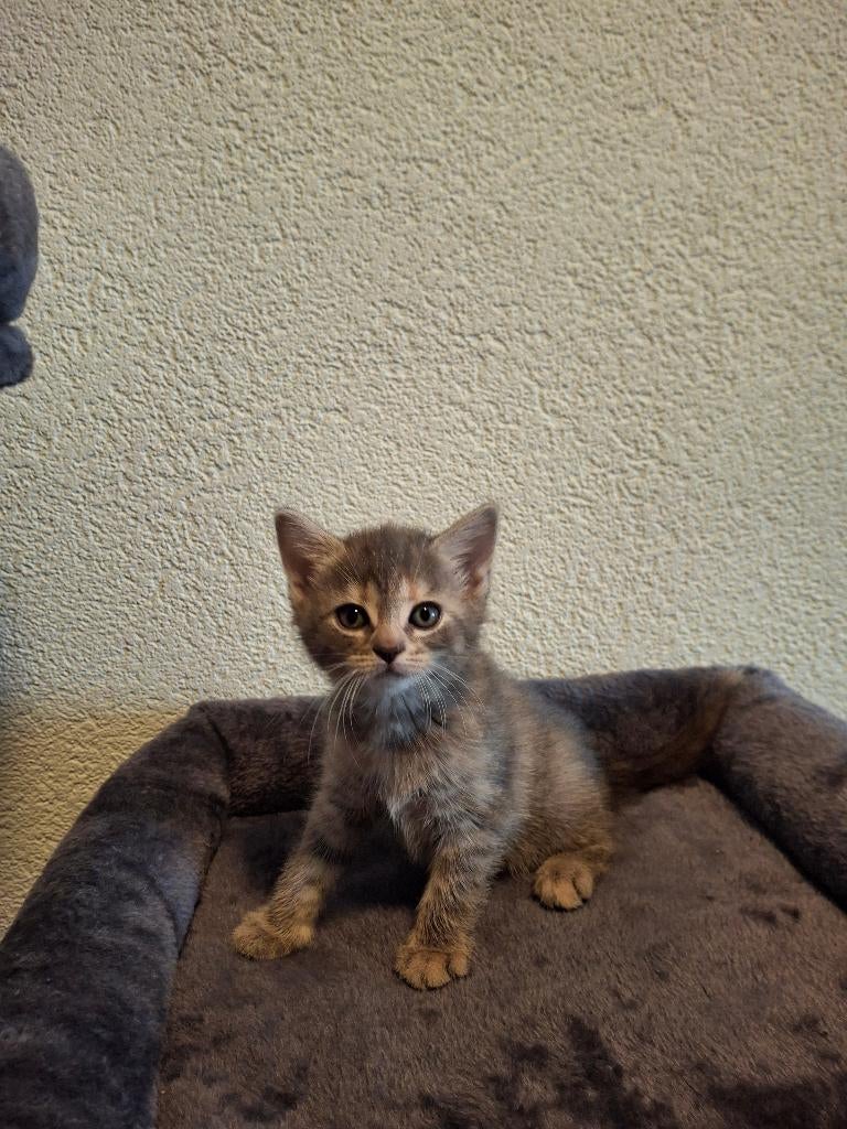 Kruising Britse korthaar en Europese korthaar kittens, Meerdere dieren, Ontwormd, 0 tot 2 jaar
