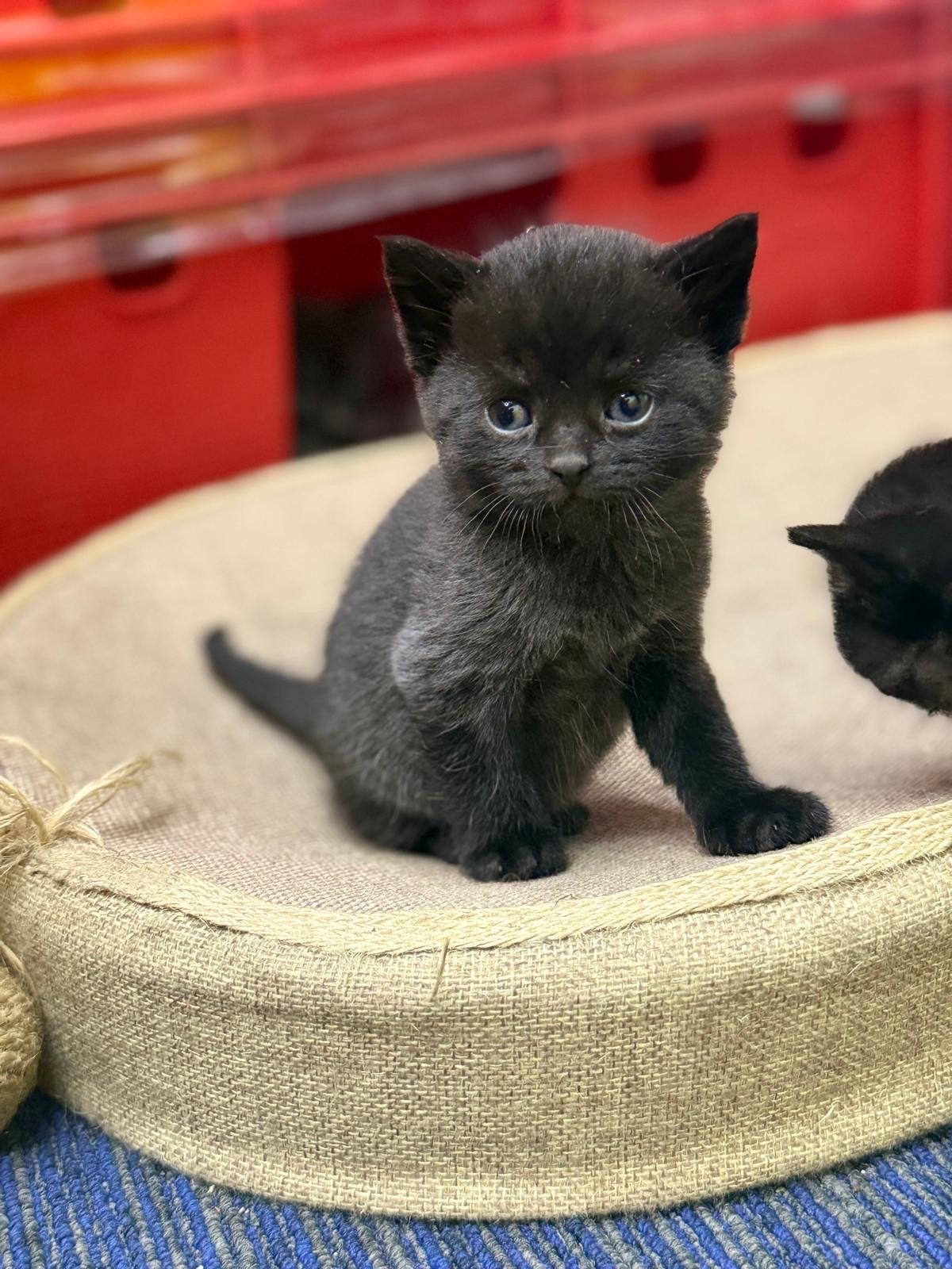 Kittens