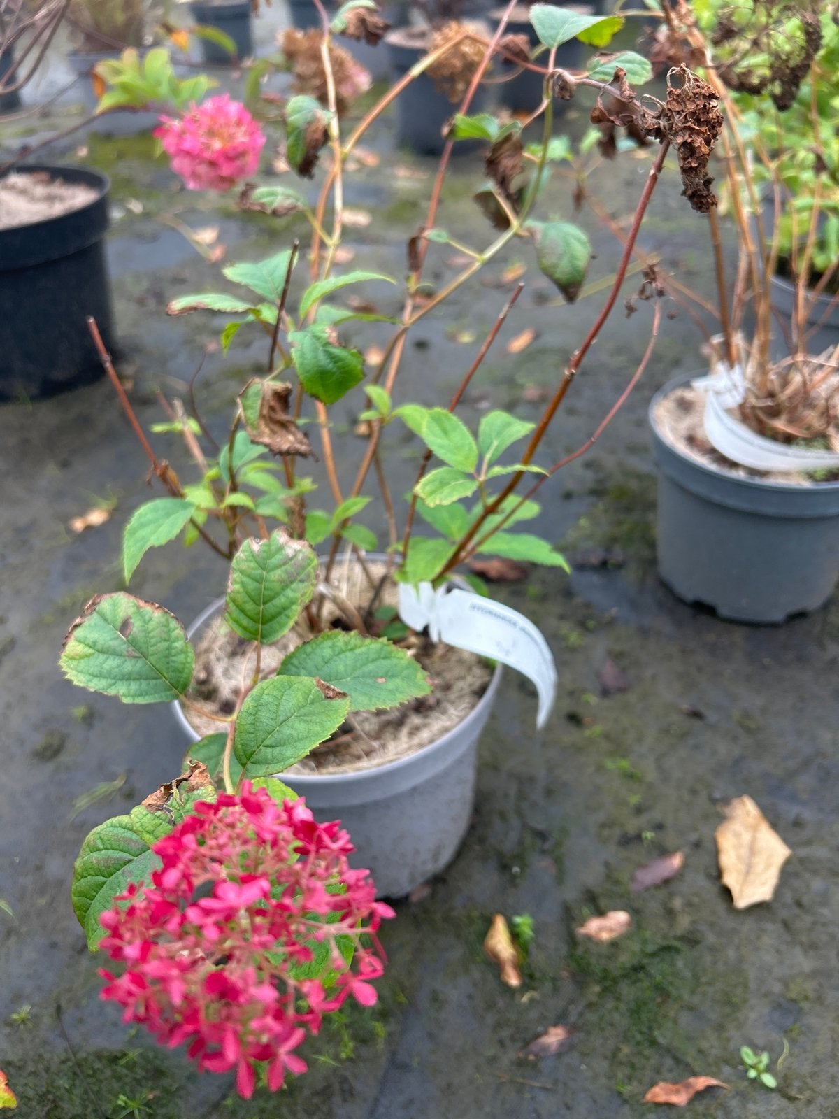 Hortensia 'Invincibelle Spirit' in 3 liter pot, Tuin en Terras, Volle zon, Vaste plant, Zomer, Ophalen