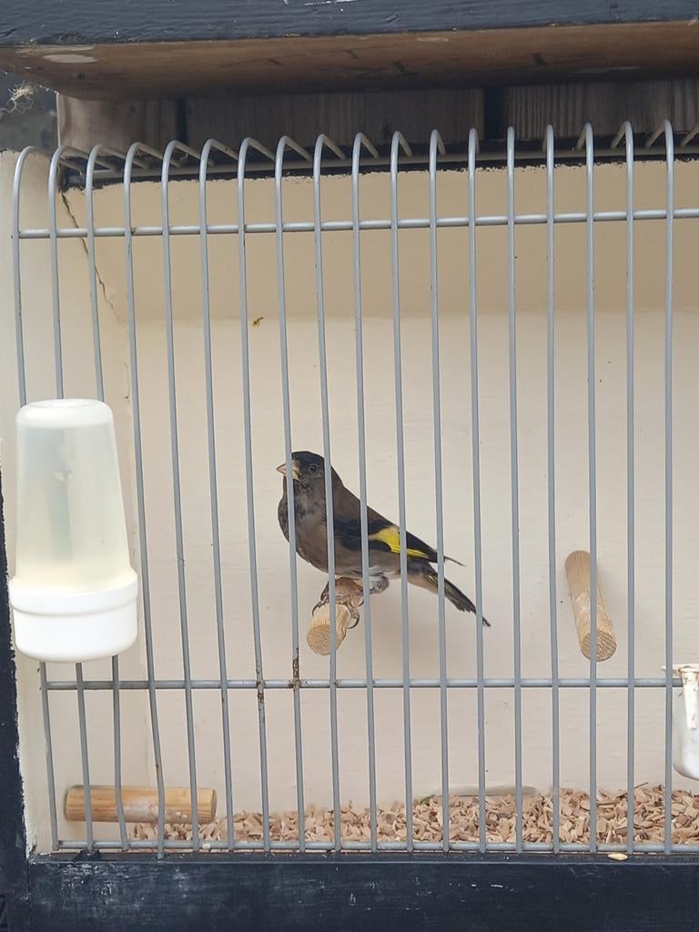 Bastaard zwarte sijs, Mannelijk, Wildzangvogel