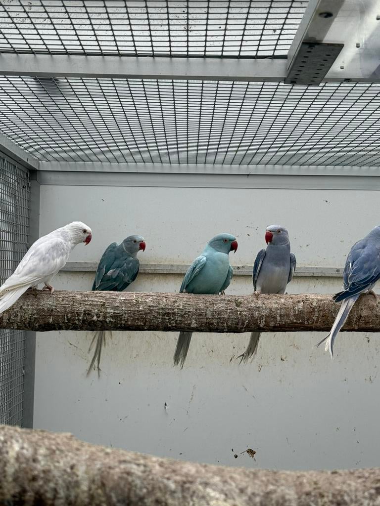 Overjarige halsbandparkieten, Meerdere dieren, Parkiet