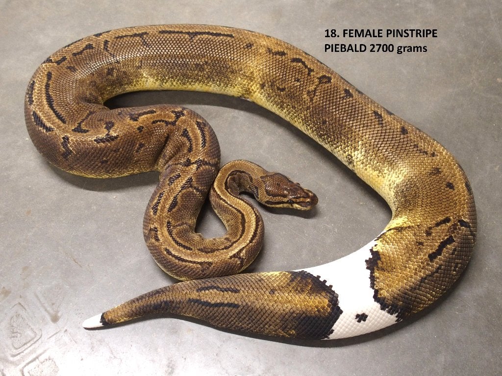 Koningspythons halwas en volwassen kweekdieren deel 1 Ball Python photo 18