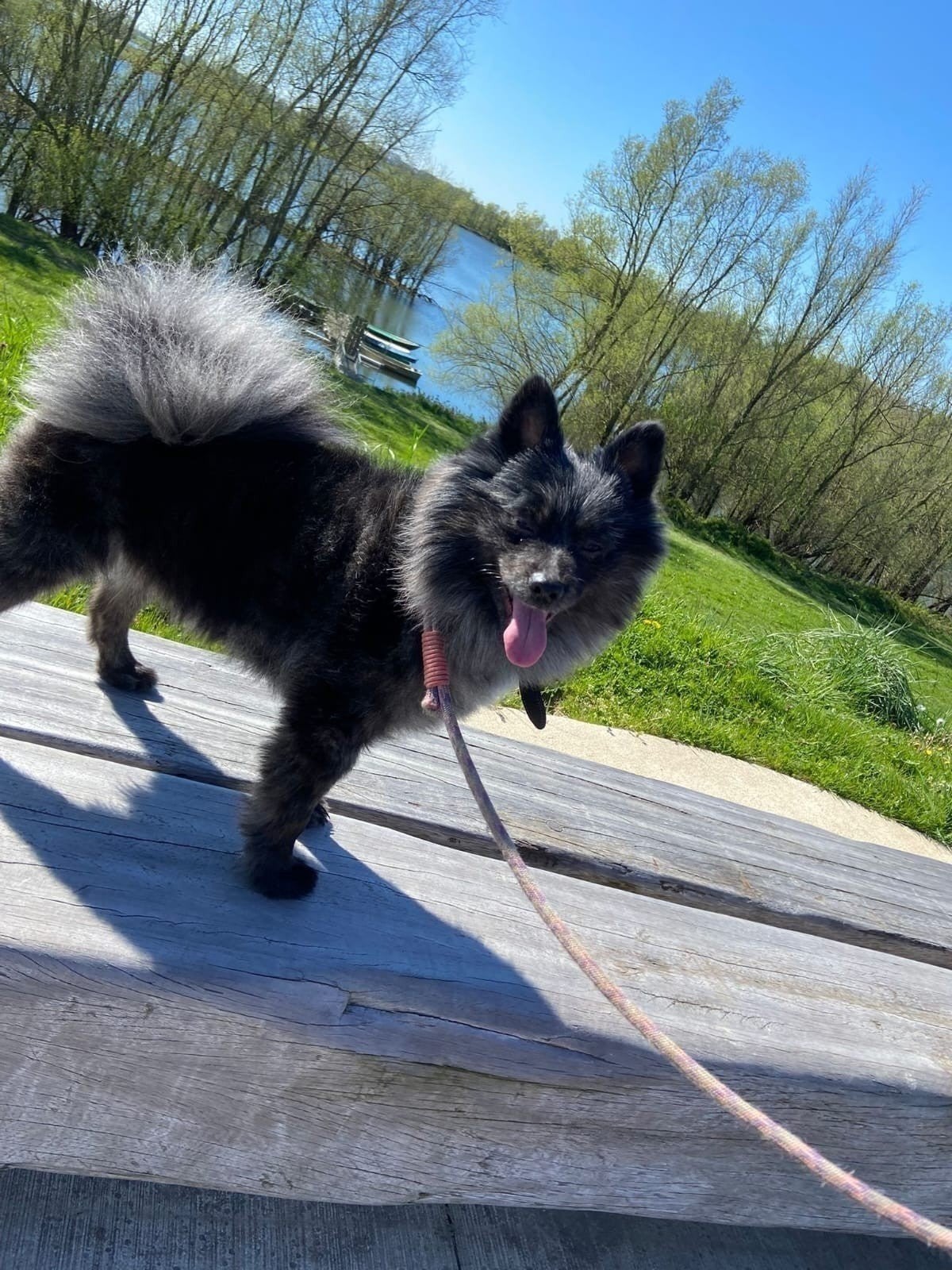 Pomeriaan reu, Reu, CDV (hondenziekte), 1 tot 2 jaar, Eén hond
