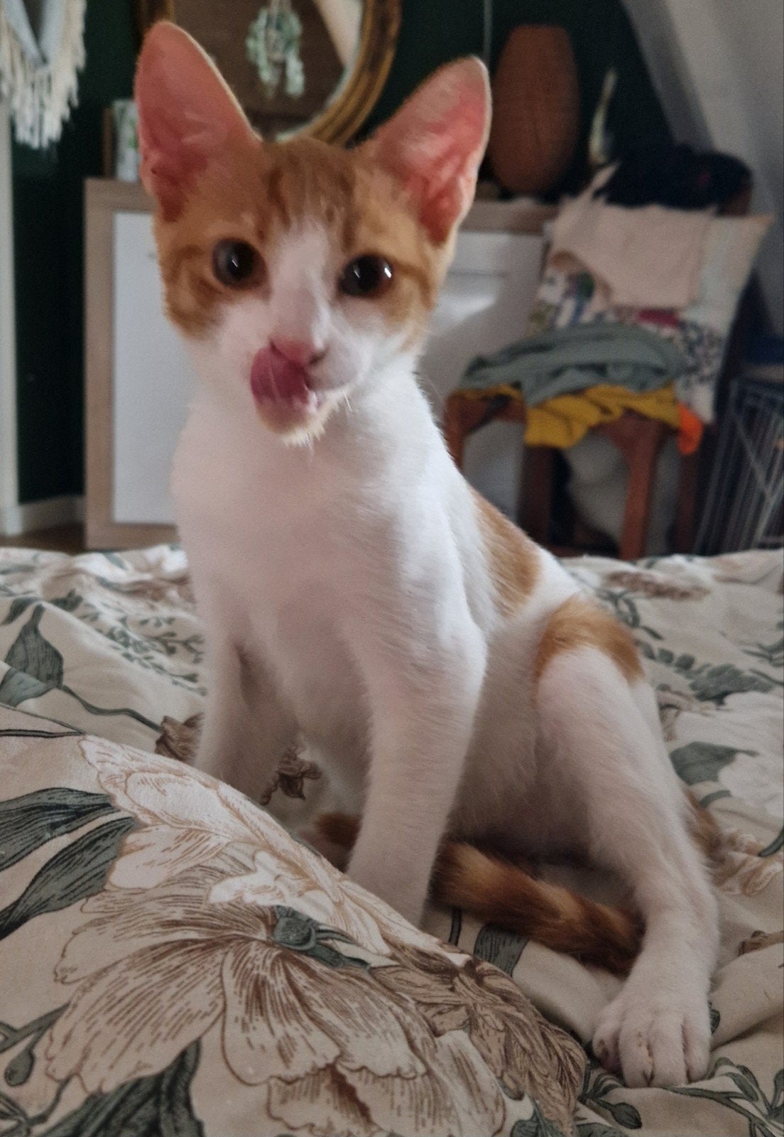 Prachtige rood witte kitten/ Katertje, Dieren en Toebehoren, Katten en Kittens | Overige Katten, Kater, 0 tot 2 jaar